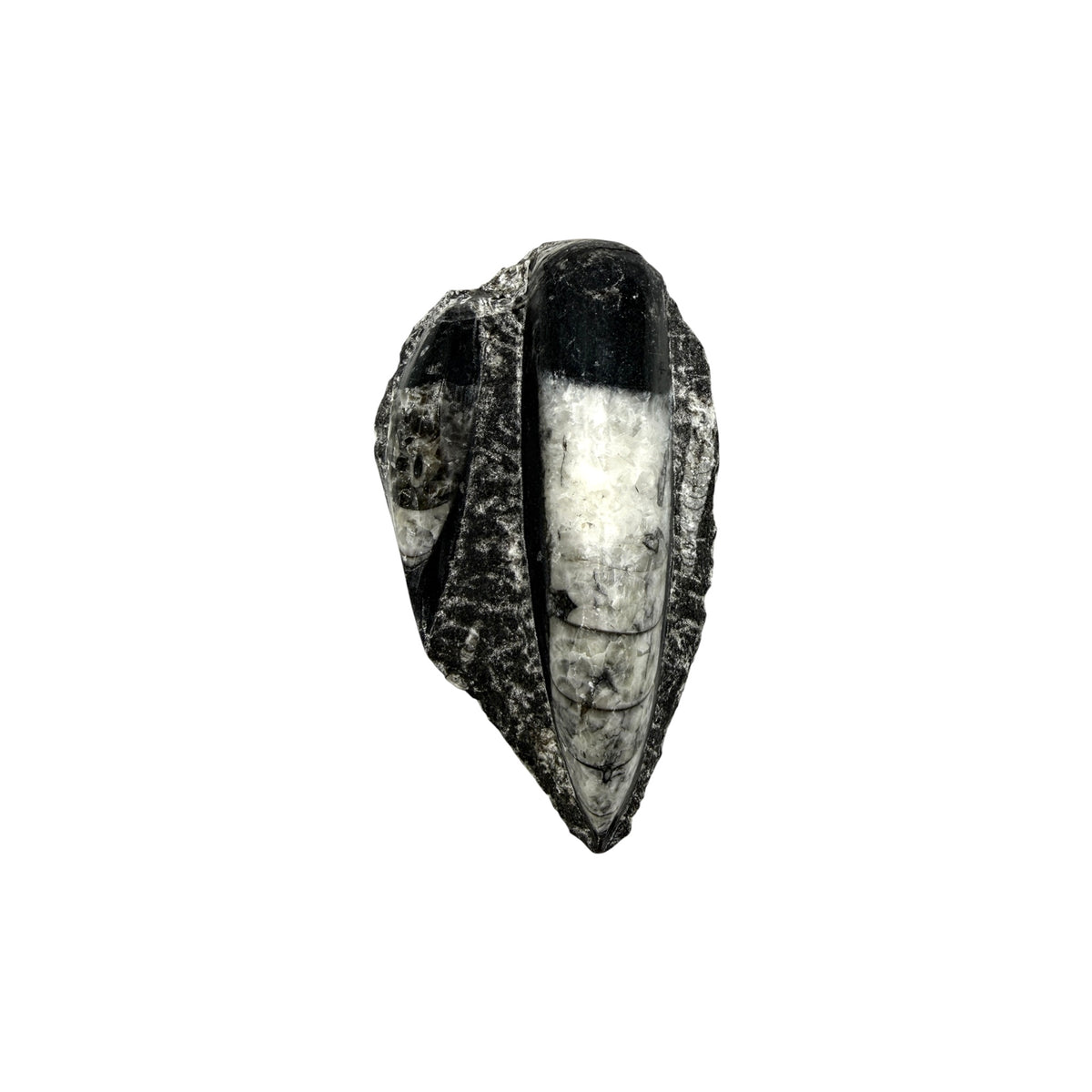 Orthoceras Fossil Plate