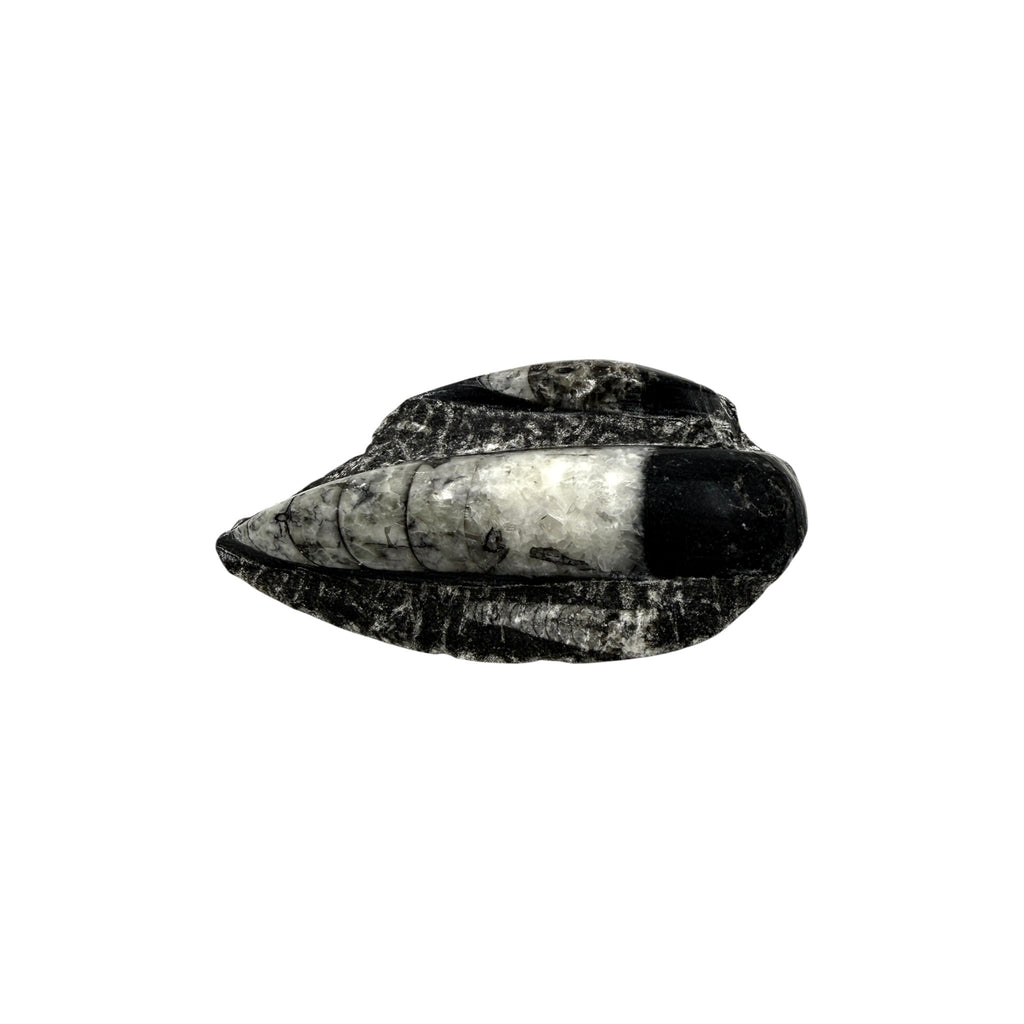 Orthoceras Fossil Plate