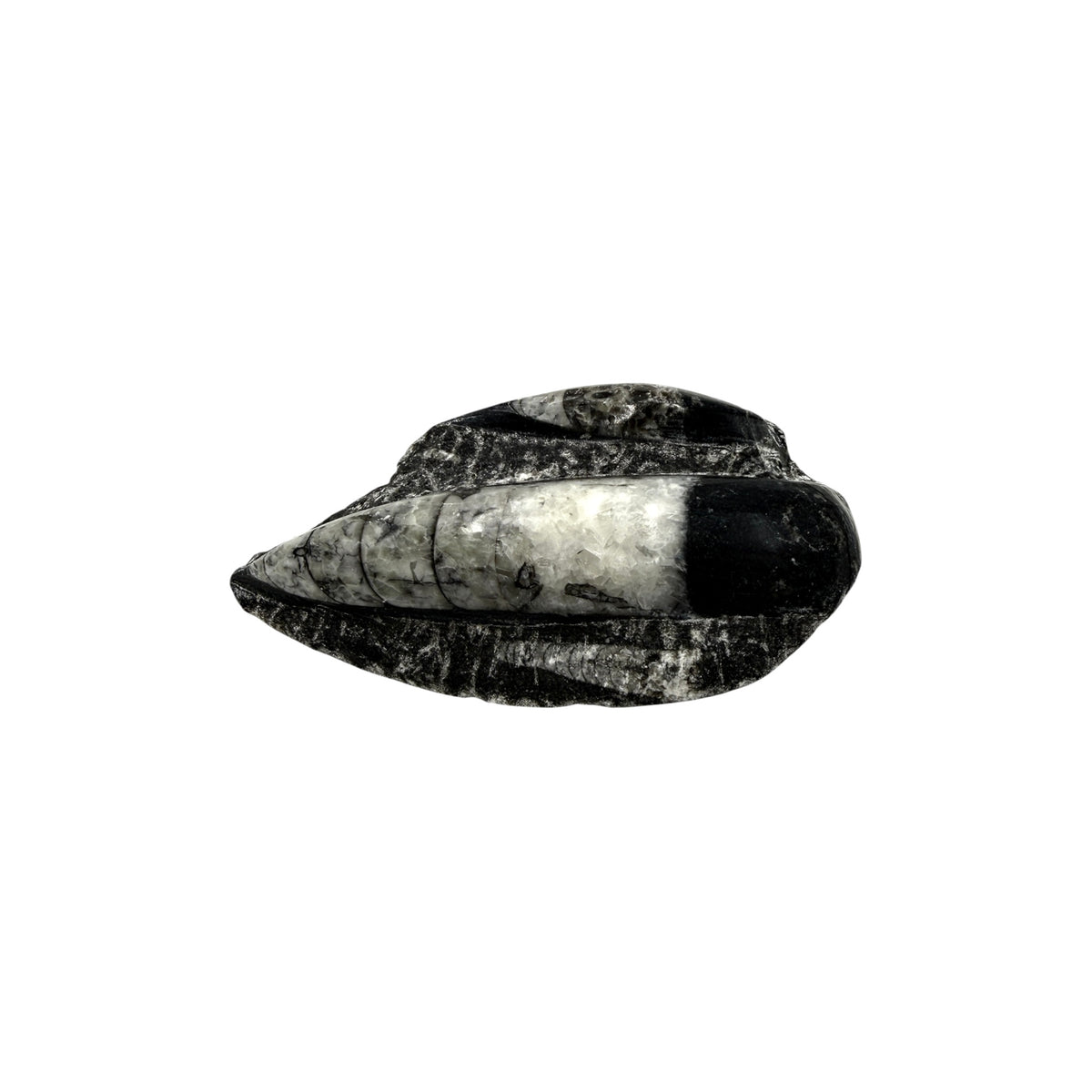 Orthoceras Fossil Plate
