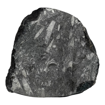 Orthoceras Fossil Plate
