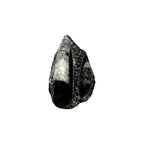 Orthoceras Fossil Plate