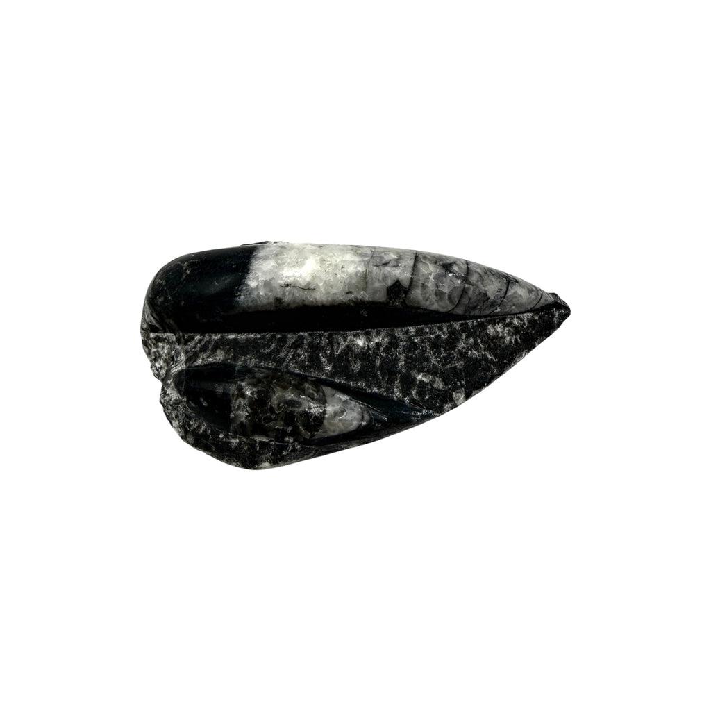 Orthoceras Fossil Plate