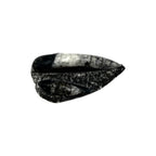 Orthoceras Fossil Plate