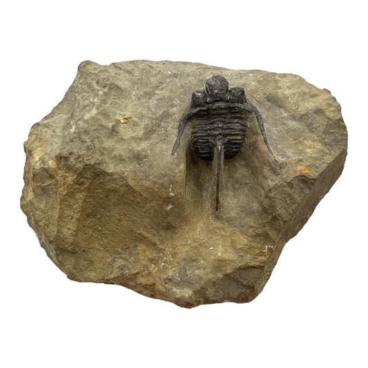 Trilobite Fossil (Cyphaspis Otarion)