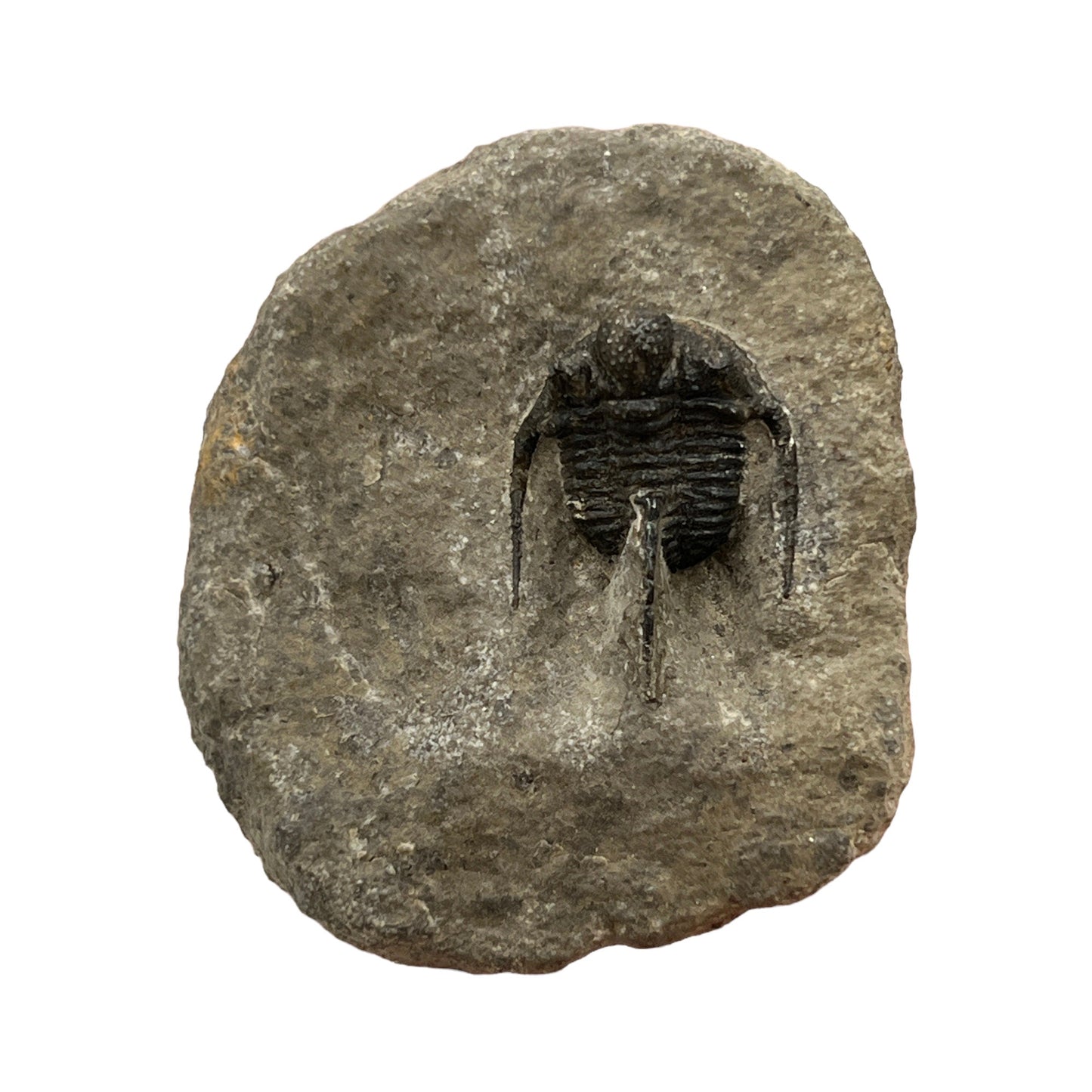 Trilobite Fossil (Cyphaspis Otarion)