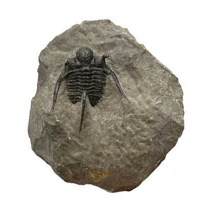 Trilobite Fossil (Cyphaspis Otarion)