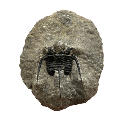 Trilobite Fossil (Cyphaspis Otarion)