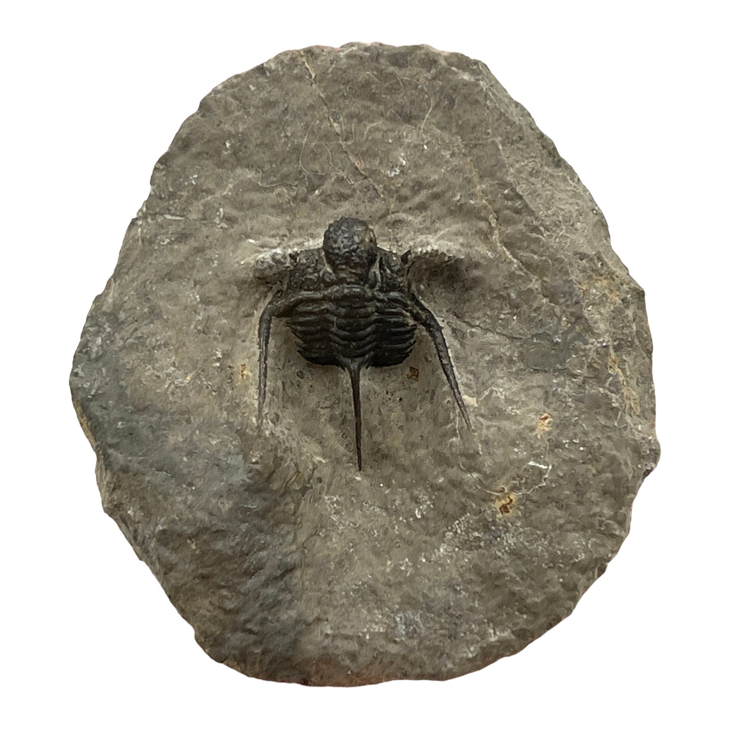 Trilobite Fossil (Cyphaspis Otarion)