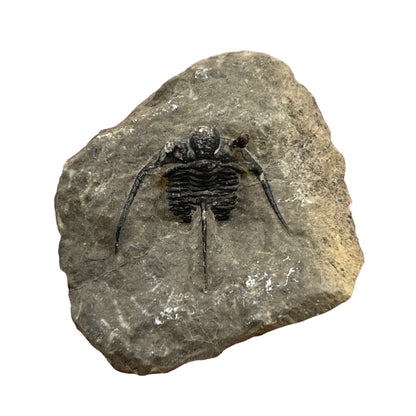 Trilobite Fossil (Cyphaspis Otarion)