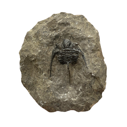 Trilobite Fossil (Cyphaspis Otarion)