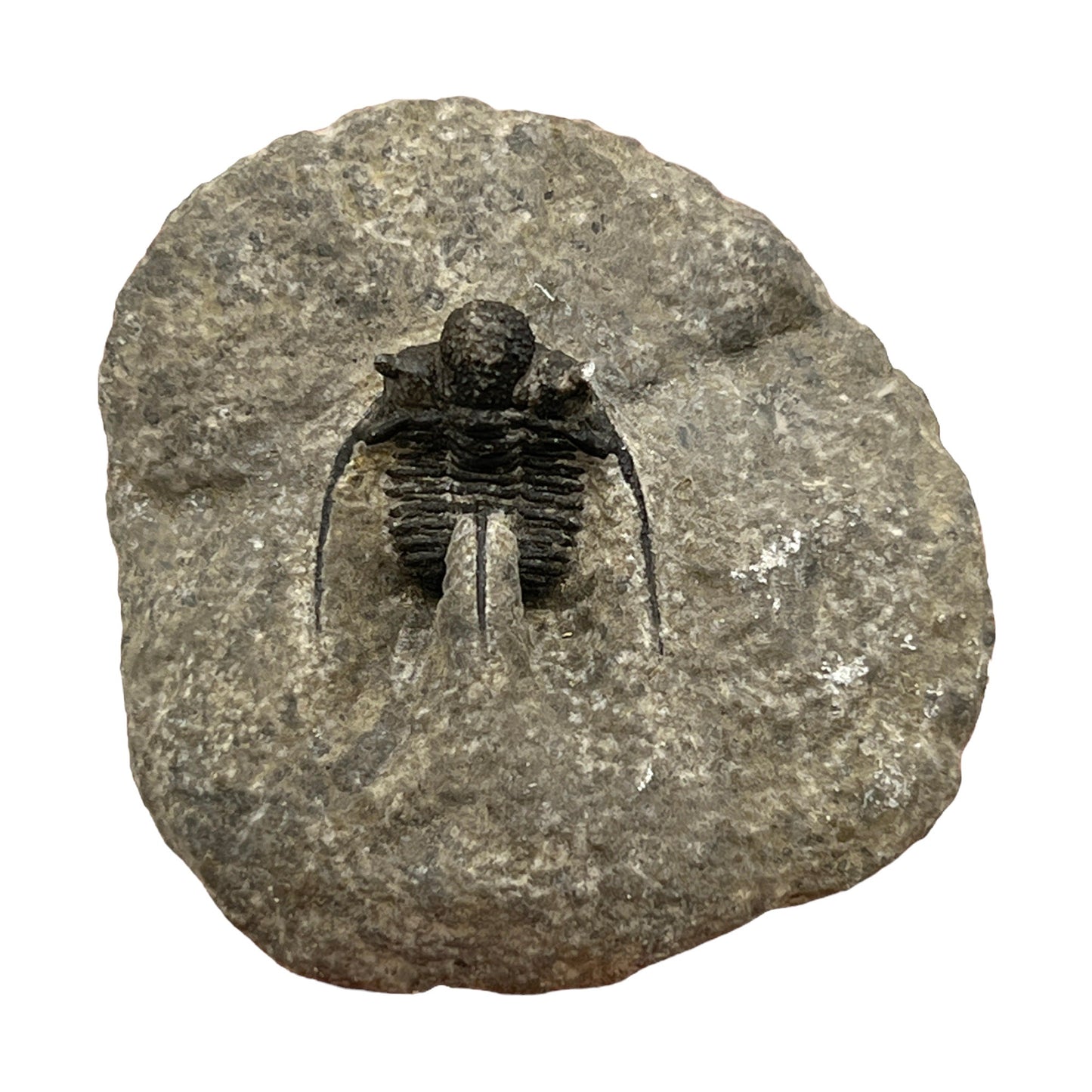 Trilobite Fossil (Cyphaspis Otarion)