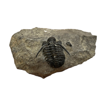 Trilobite Fossil (Cyphaspis Otarion)