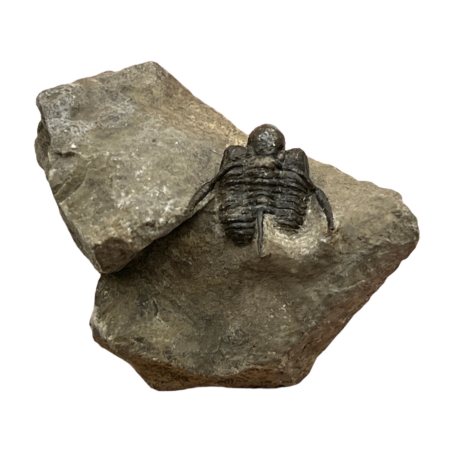 Trilobite Fossil (Cyphaspis Otarion)