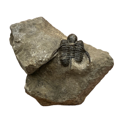 Trilobite Fossil (Cyphaspis Otarion)