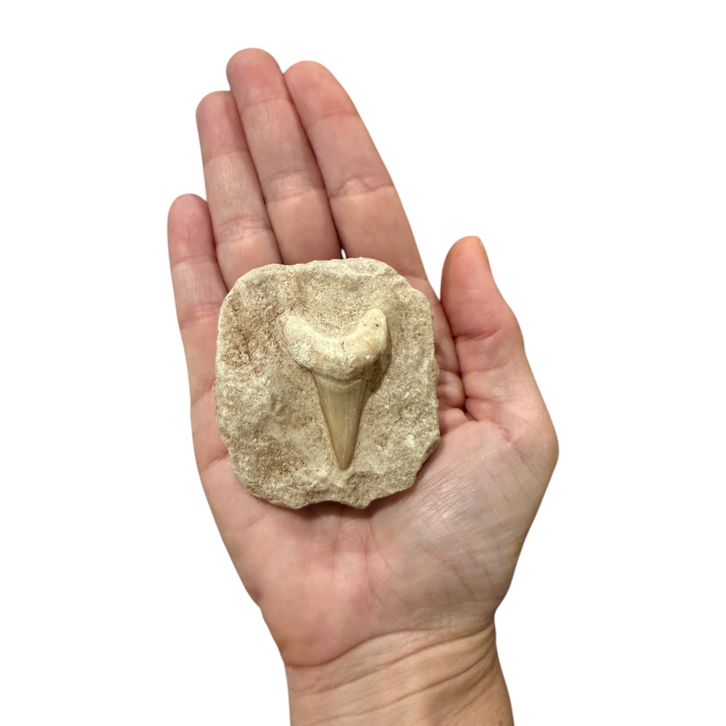 Fossil Shark Tooth (Otodus in Matrix)