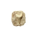 Fossil Shark Tooth (Otodus in Matrix)