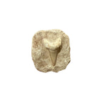 Fossil Shark Tooth (Otodus in Matrix)