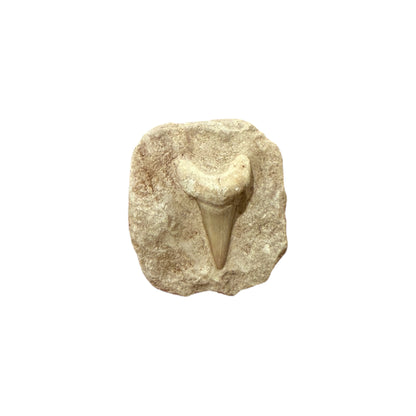 Fossil Shark Tooth (Otodus in Matrix)