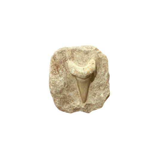 Fossil Shark Tooth (Otodus in Matrix)