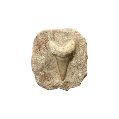Fossil Shark Tooth (Otodus in Matrix)