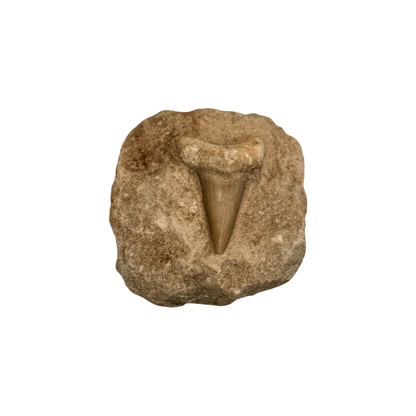 Fossil Shark Tooth (Otodus in Matrix)