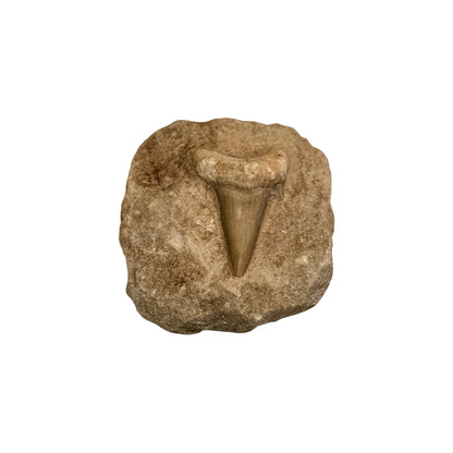 Fossil Shark Tooth (Otodus in Matrix)