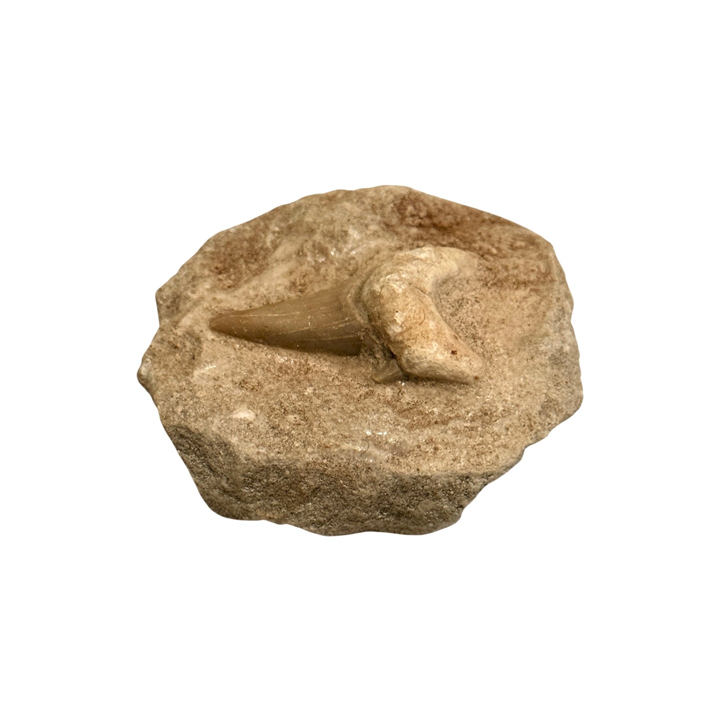 Fossil Shark Tooth (Otodus in Matrix)