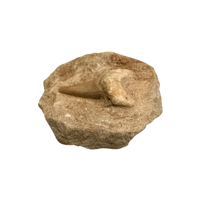 Fossil Shark Tooth (Otodus in Matrix)