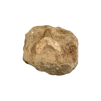 Fossil Shark Tooth (Otodus in Matrix)