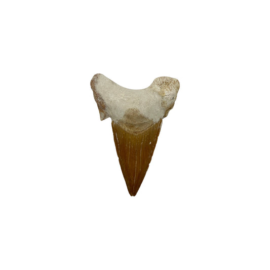 Fossil Shark Tooth (Otodus)