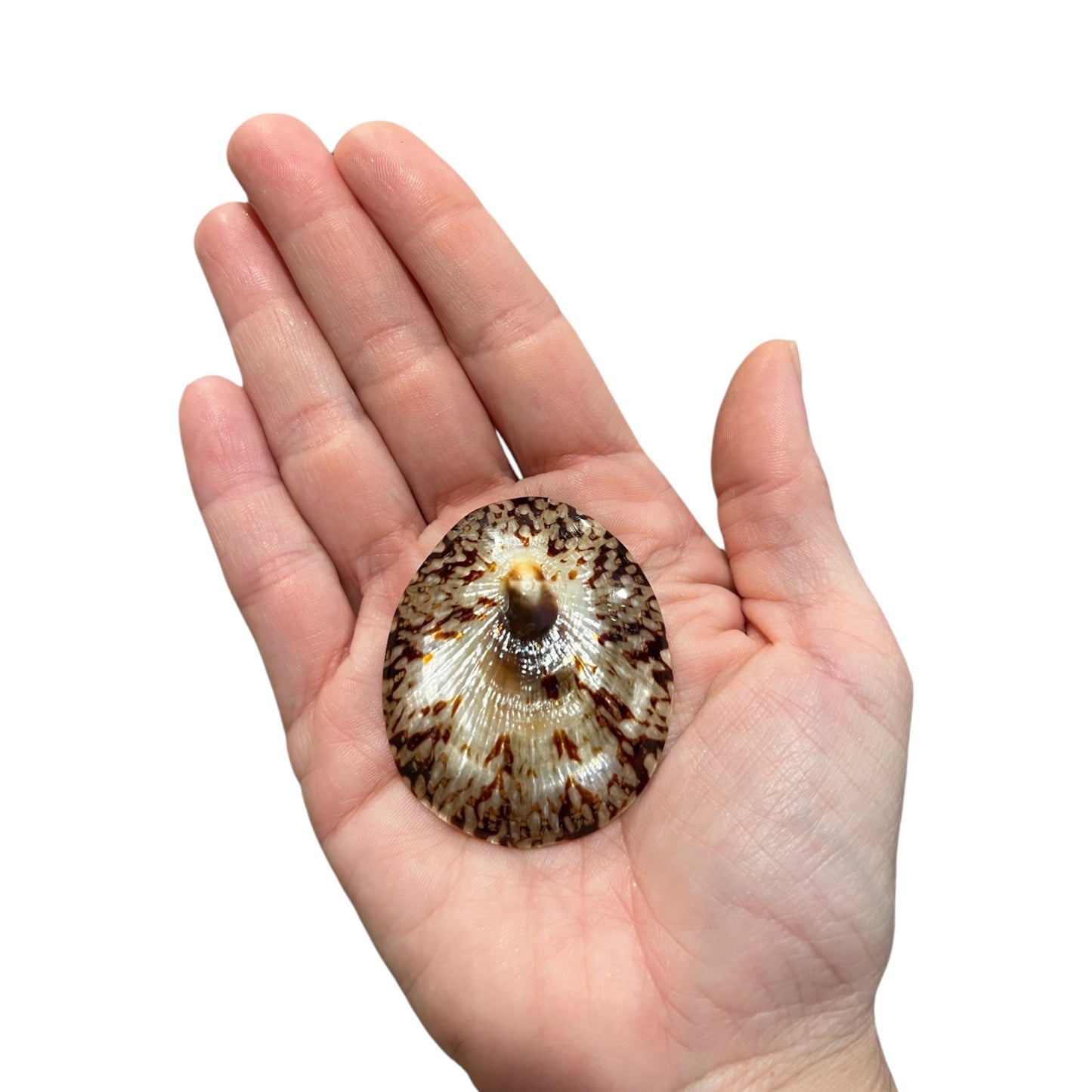 Oval Limpet