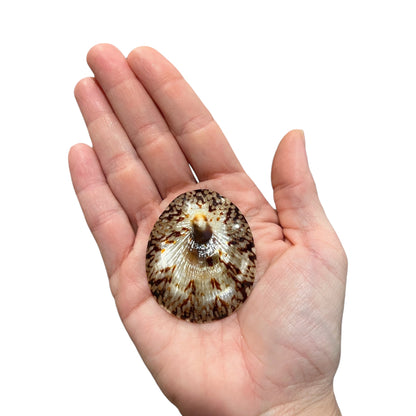 Oval Limpet