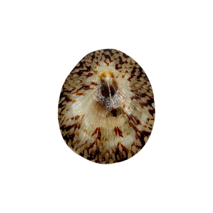 Oval Limpet