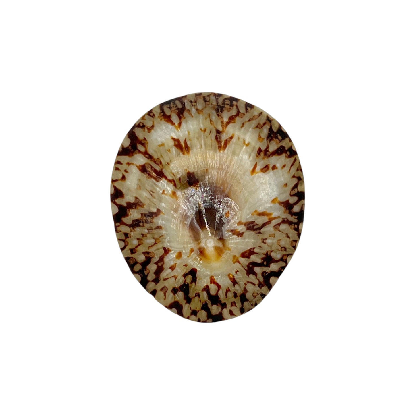 Oval Limpet