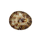 Oval Limpet