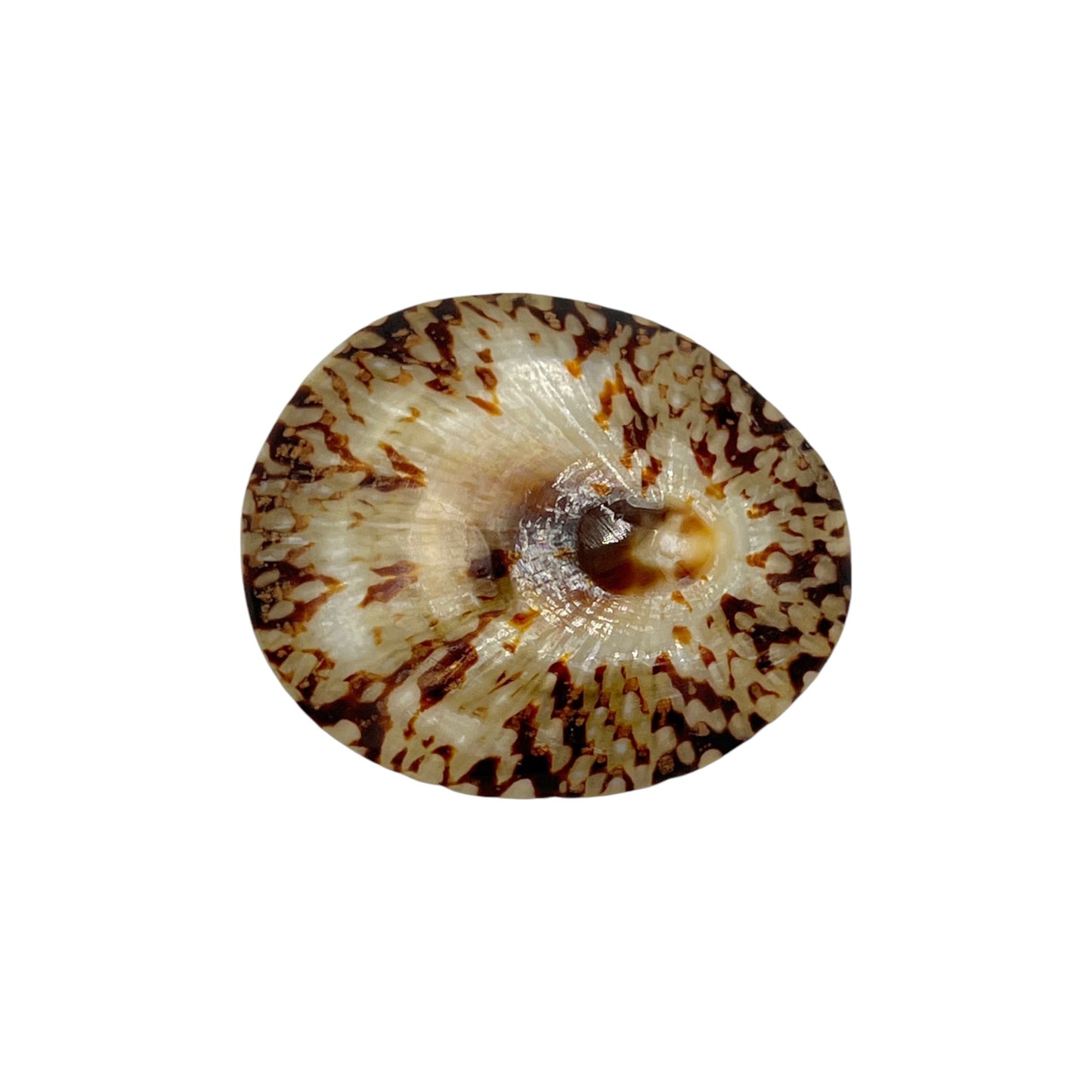 Oval Limpet