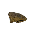 Claw Replica (Pachycephalosaurus)
