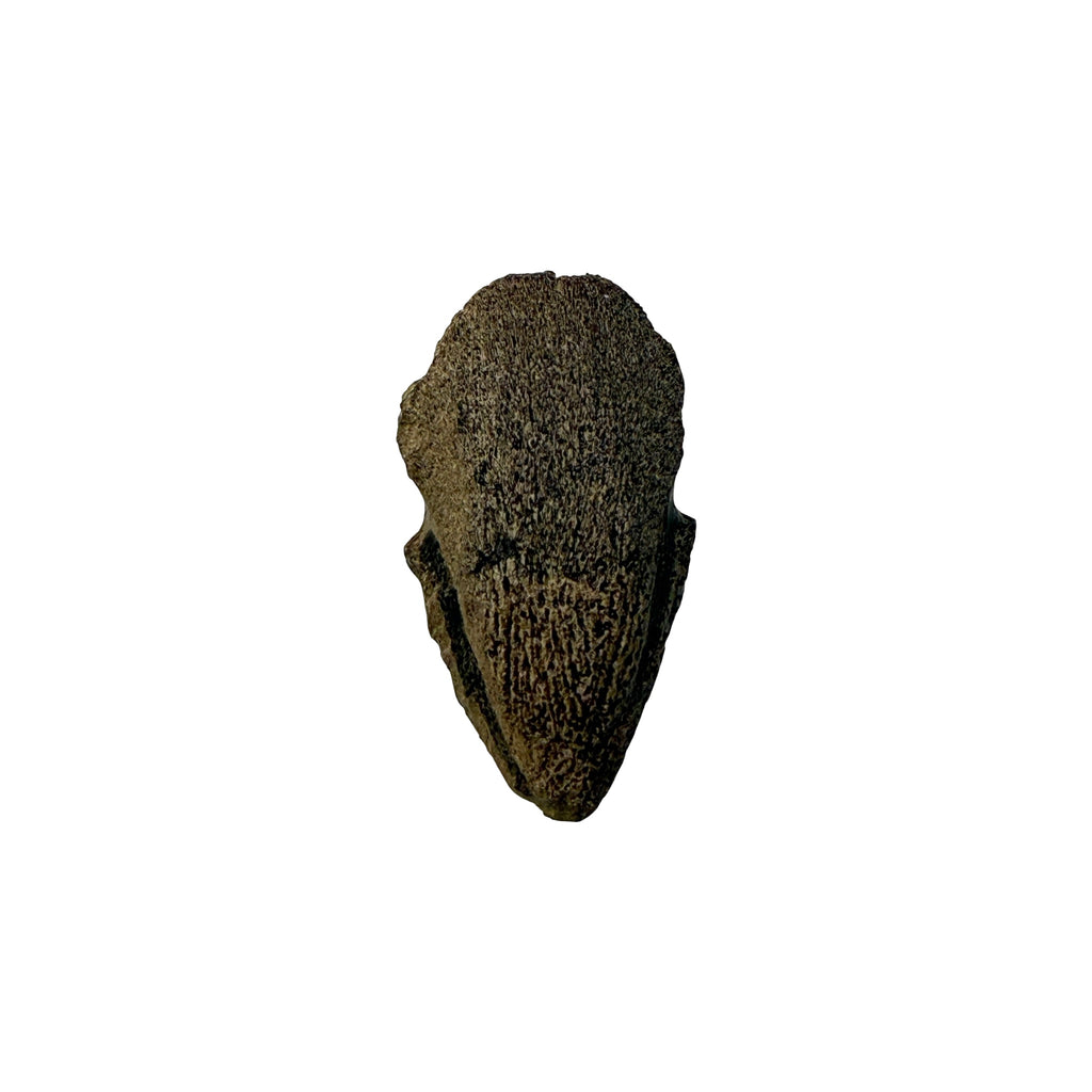 Claw Replica (Pachycephalosaurus)