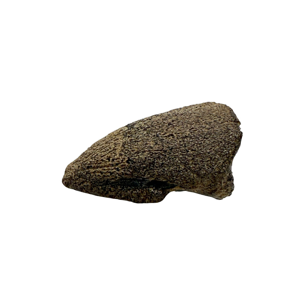 Claw Replica (Pachycephalosaurus)