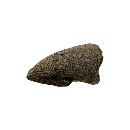 Claw Replica (Pachycephalosaurus)