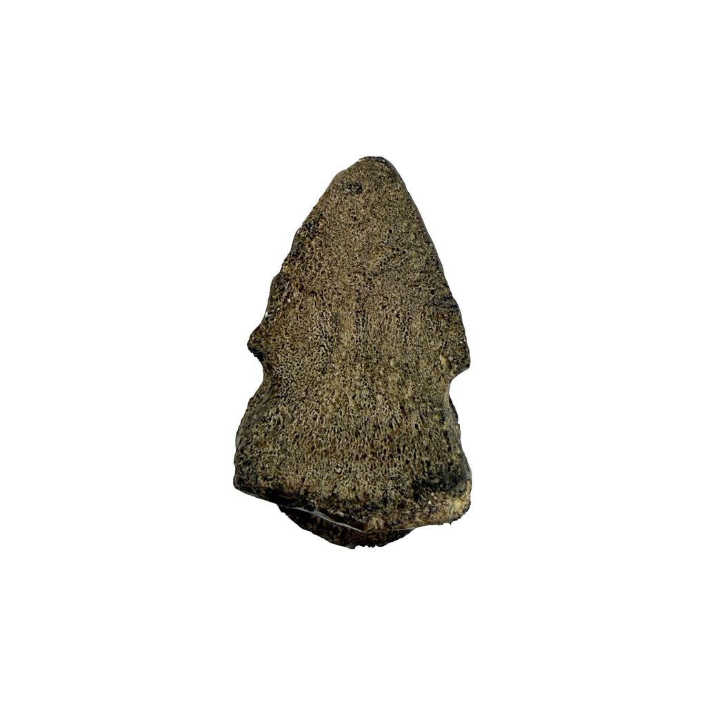Claw Replica (Pachycephalosaurus)