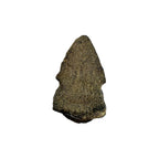 Claw Replica (Pachycephalosaurus)