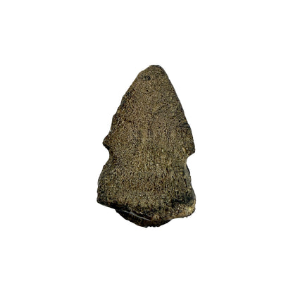 Claw Replica (Pachycephalosaurus)