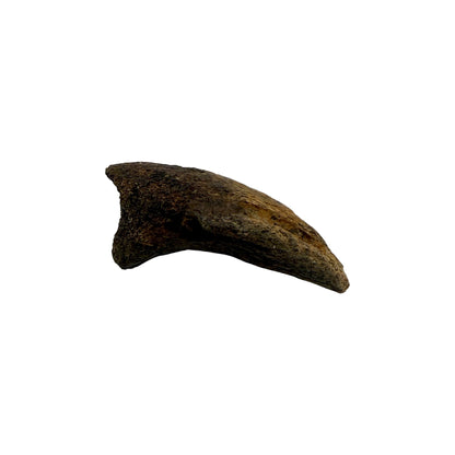 Pachycephalosaurus Toe Claw