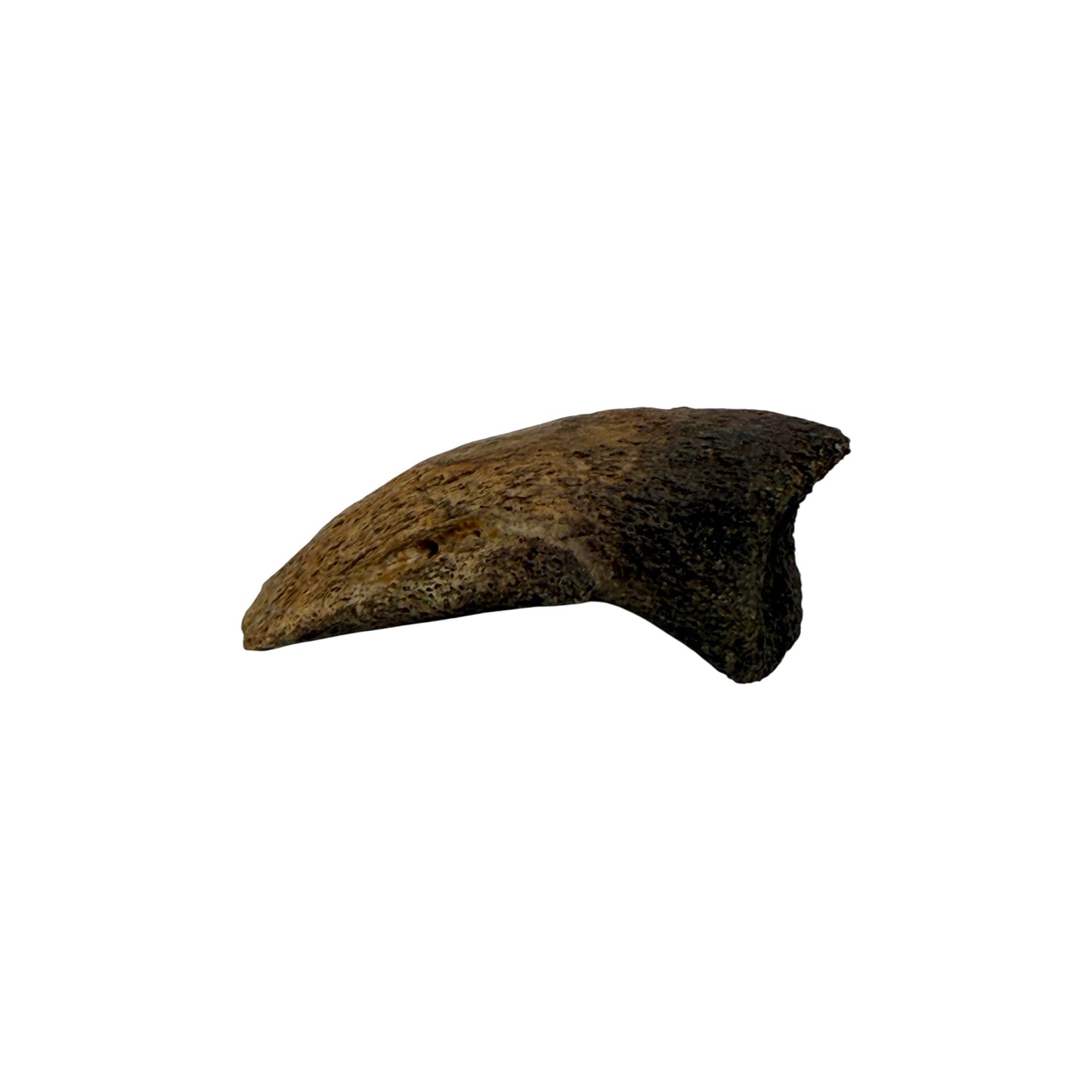 Pachycephalosaurus Toe Claw
