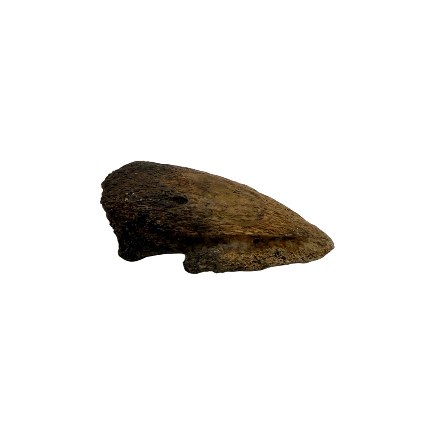 Pachycephalosaurus Toe Claw