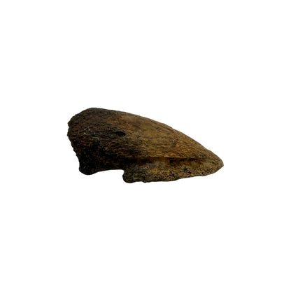 Pachycephalosaurus Toe Claw