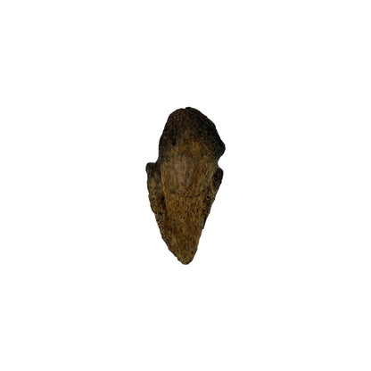 Pachycephalosaurus Toe Claw