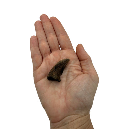 Pachycephalosaurus Toe Claw