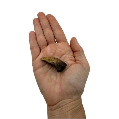Pachycephalosaurus Toe Claw